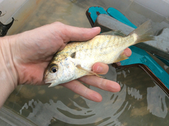 Leiostomus xanthurus