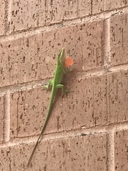 Anolis carolinensis