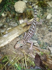 Cyrtodactylus khasiensis