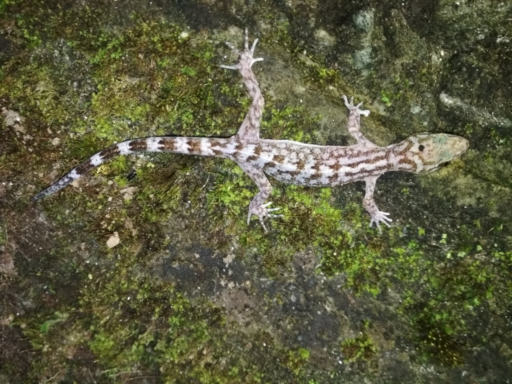 Khasi Hills Bent-Toed Gecko