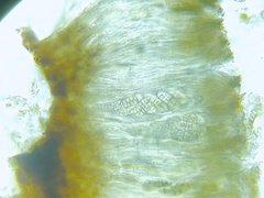 Rhizocarpon lavatum