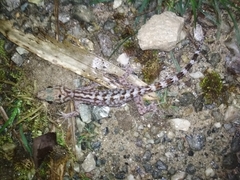 Cyrtodactylus khasiensis