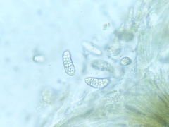 Rhizocarpon lavatum