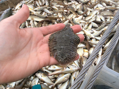 Trinectes maculatus
