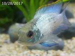 Blue Acara photo 5
