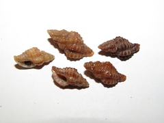 Muricopsis necocheana