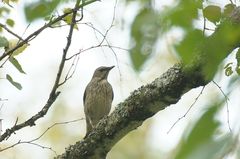 Turdus atrogularis × ruficollis