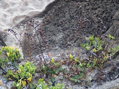 Limonium multiflorum