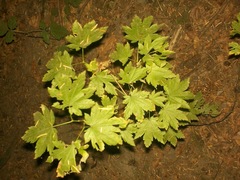 Acer pseudosieboldianum