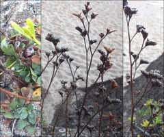 Limonium multiflorum