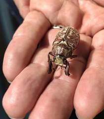 Polyphylla laticollis laticollis
