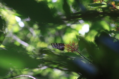 Lycorea ilione albescens