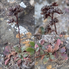 Limonium multiflorum