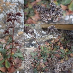 Limonium multiflorum