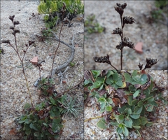 Limonium multiflorum