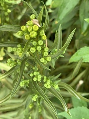 Solidagininae