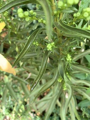 Solidagininae