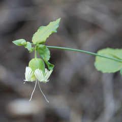 Silene campanulata
