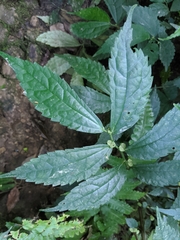 Elatostema cyrtandrifolium