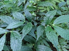 Elatostema cyrtandrifolium