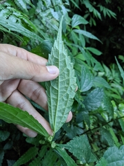Elatostema cyrtandrifolium