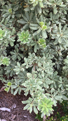 Pittosporum tobira
