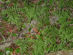 Cystopteris montana