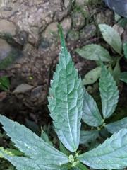Elatostema cyrtandrifolium