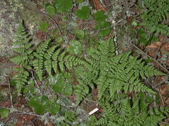 Cystopteris montana