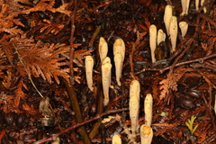 Clavariadelphus ligula