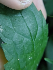 Elatostema cyrtandrifolium