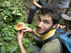 Echinoderma hemisclerum