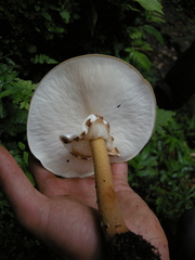 Echinoderma hemisclerum