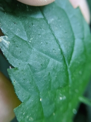 Elatostema cyrtandrifolium