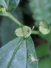 Elatostema cyrtandrifolium