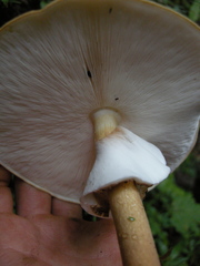 Echinoderma hemisclerum