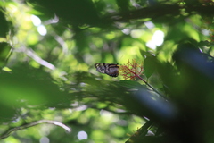 Lycorea ilione albescens