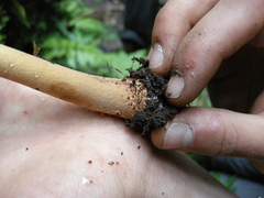 Echinoderma hemisclerum