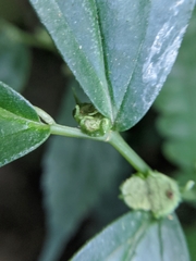 Elatostema cyrtandrifolium