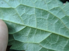 Elatostema cyrtandrifolium