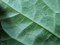 Elatostema cyrtandrifolium