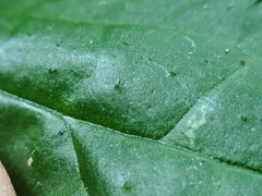 Elatostema cyrtandrifolium