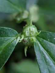 Elatostema cyrtandrifolium