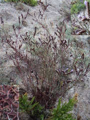 Limonium virgatum