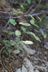 Silene campanulata