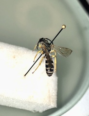 Halictus simplex