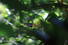 Lycorea ilione albescens