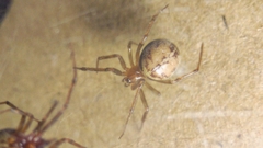 Steatoda castanea