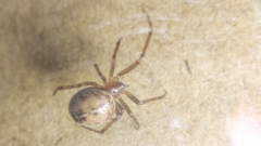 Steatoda castanea