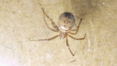 Steatoda castanea